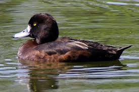 Image result for Aythya fuligula