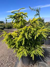 Attēlu rezultāti vaicājumam “Picea”