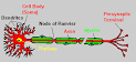 <b>Neurons</b> communicate with each