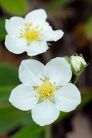 Attēlu rezultāti vaicājumam “Fragaria viridis”