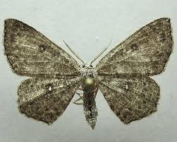Attēlu rezultāti vaicājumam “Cyclophora pendularia”