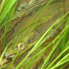 Image result for Salmo zrmanjaensis