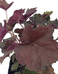 Image result for HEUCHERA americana 'Palace Purple Auslese'