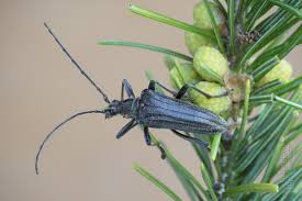 Attēlu rezultāti vaicājumam “Oxymirus cursor female”