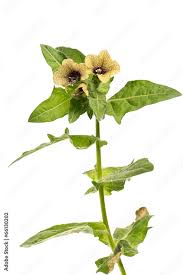 Image result for bilsenkraut