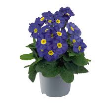 Image result for Primula elatior