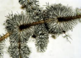 Attēlu rezultāti vaicājumam “Batrachospermum moniliforme”