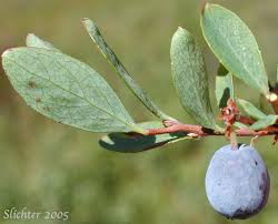 Attēlu rezultāti vaicājumam “Vaccinium uliginosum bud”
