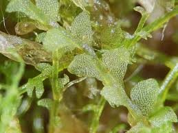 Attēlu rezultāti vaicājumam “Calypogeia”