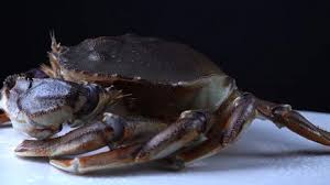 Image result for Metacarcinus magister