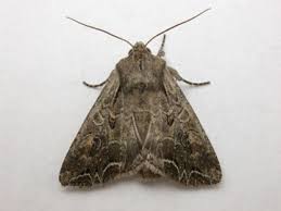 Attēlu rezultāti vaicājumam “Lacanobia suasa”