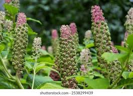 Attēlu rezultāti vaicājumam “Phytolacca acinosa flower”