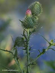 Attēlu rezultāti vaicājumam “Cirsium vulgare”