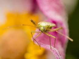 Attēlu rezultāti vaicājumam “Lygus pratensis”