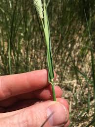 Attēlu rezultāti vaicājumam “Alopecurus aequalis leaf”