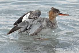 Attēlu rezultāti vaicājumam “Mergus merganser female”