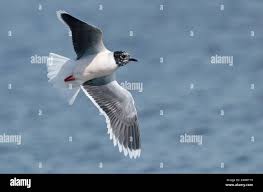 Attēlu rezultāti vaicājumam “Larus minutus”