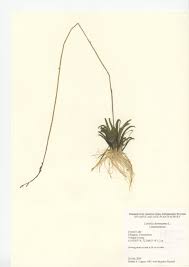 Attēlu rezultāti vaicājumam “Lobelia dortmanna leaf”