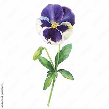 Attēlu rezultāti vaicājumam “Viola tricolor flower”
