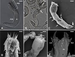 Attēlu rezultāti vaicājumam “Gordius aquaticus”