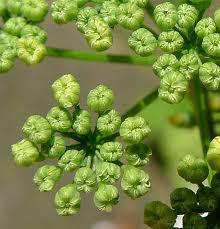 Attēlu rezultāti vaicājumam “Selinum carvifolia fruit”