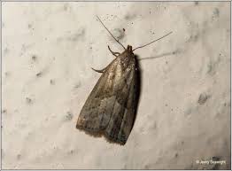 Attēlu rezultāti vaicājumam “Hypenodes humidalis”