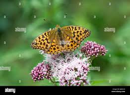 Attēlu rezultāti vaicājumam “Argynnis adippe male”