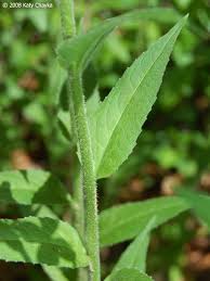 Attēlu rezultāti vaicājumam “Hesperis matronalis leaf”