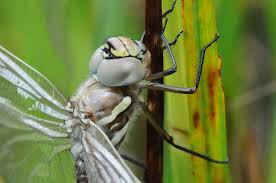 Attēlu rezultāti vaicājumam “Aeshna juncea”