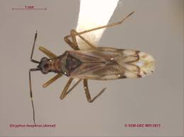 Attēlu rezultāti vaicājumam “Dicyphus sp.”