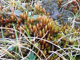 Attēlu rezultāti vaicājumam “Bryum pseudotriquetrum”