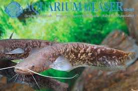 Image result for Silurus glanis