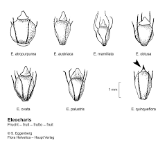 Attēlu rezultāti vaicājumam “Eleocharis uniglumis fruit”