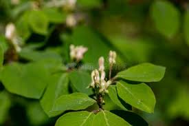 Attēlu rezultāti vaicājumam “Lonicera xylosteum bud”