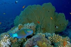 Image result for Chlorurus perspicillatus