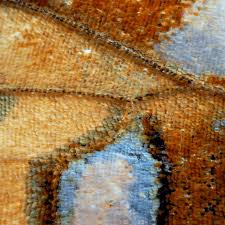 Attēlu rezultāti vaicājumam “Argynnis adippe underside”