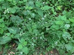 Attēlu rezultāti vaicājumam “Torilis japonica”