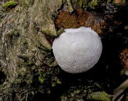 Attēlu rezultāti vaicājumam “Reticularia lycoperdon young”