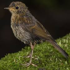 Attēlu rezultāti vaicājumam “Erithacus rubecula juvenile”