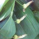 Attēlu rezultāti vaicājumam “Polygonatum odoratum fruit”