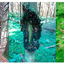 Attēlu rezultāti vaicājumam “Neonectria fuckeliana”