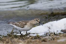 Image result for Calidris bairdii