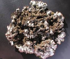 Attēlu rezultāti vaicājumam “Parmelia serrana”