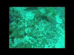 Image result for Teddington Sub-Aqua Club