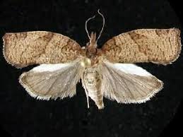 Attēlu rezultāti vaicājumam “Pandemis heparana”