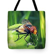 Attēlu rezultāti vaicājumam “Volucella pellucens”