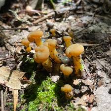 Attēlu rezultāti vaicājumam “Leotia lubrica”