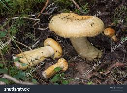 Attēlu rezultāti vaicājumam “Lactarius repraesentaneus”