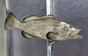 Image result for Mycteroperca phenax