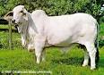 brahman.jpg